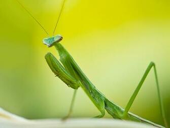 Praying Mantis Wallpaper Fun Animals Wiki Videos