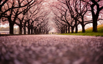 Japanese Pink Wallpaper