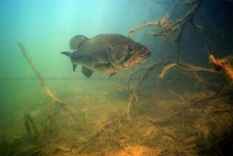 Pin Largemouth Bass Wallpaper Fever