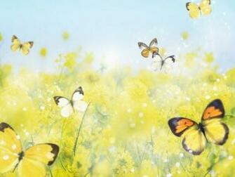 Beautiful Butterfly Flower And Animals Butterflies HD