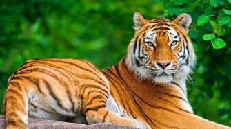 Desktop HD Wallpaper S Bengal Tiger