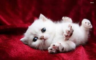 Cute Cats And Kittens Wallpaper