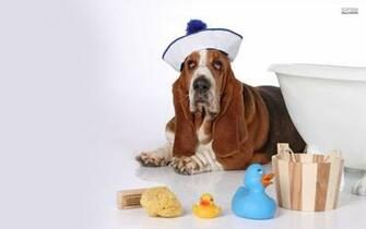 Basset Hound Wallpaper