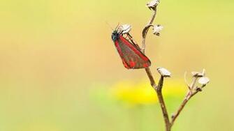 Red Butterfly Wallpaper Bhstorm