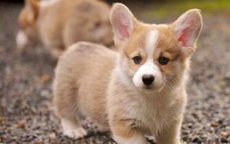 Perrito Del Corgi Wallpaper Gratis Imagenes Paisajes Fondos
