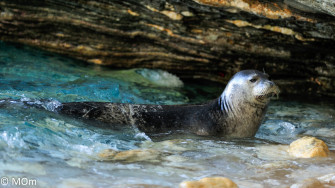 Mediterranean Monk Seal Wallpaper