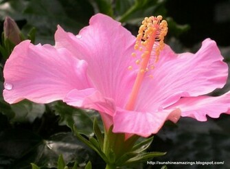 Sun Shines Hibiscus Flowers Wallpaper