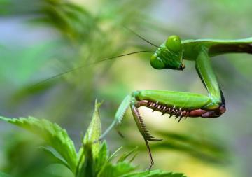Best Bug Pictures Image