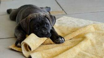 Awesome Puppy Watch Pictures Of Adult Dogs And Puppies Wallpaper