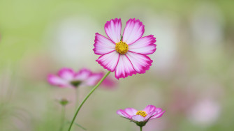 Nature Cosmos 4k Ultra HD Wallpaper