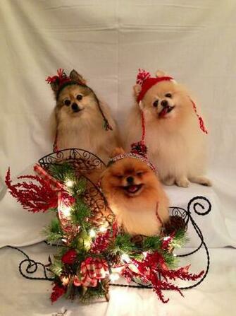 Holiday Pomeranians Poms