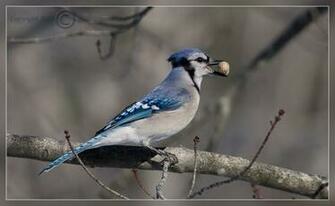 HD Desktop Wallpaper Blue Jay
