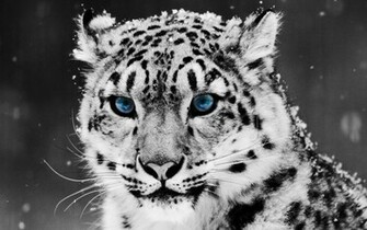 Snow Leopard Wallpaper For Mac Desktop