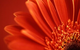 Red Flower Wallpaper