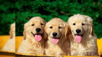 Dog Desktop Background The Quotes Land