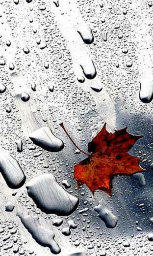 Smartphone Wallpaper Gallery Windows Phone