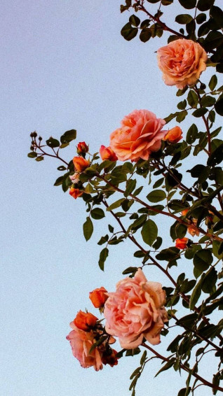 Flower Aesthetic Wallpaper