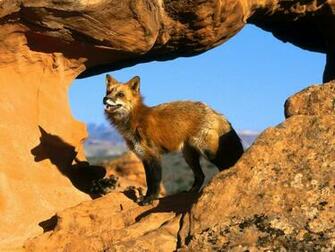 The Best Top Desktop Fox Wallpaper HD Red On