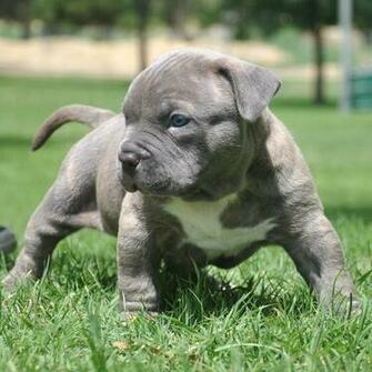 Pit Bull Dog HD Wallpaper