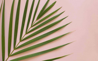 Aesthetic Palm Leaves Wallpaper