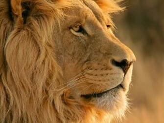 Majestic Lion Nature Wallpaper HD
