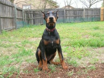 Doberman Pinscher Pincher Wallpaper Pictures Breed Information