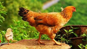 Chicks 5k Retina Ultra HD Wallpaper Background Image