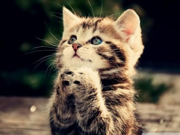 Cat Wallpaper HD 4k 5k For Pc And Mobile