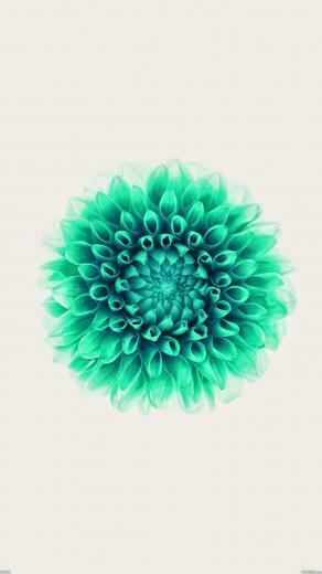 Ac96 Wallpaper Apple iPhone6 Plus Ios8 Flower Green Jpg