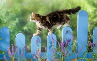 Wallpaper Kitten Balance Pixel Exotic