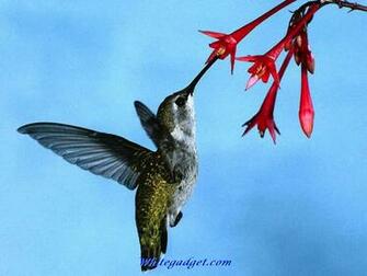 106697d1337927201 Hummingbird Wallpaper Pic Jpg