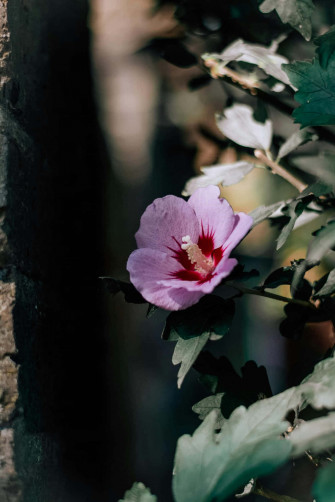 Hibiscus Aesthetic Wallpaper