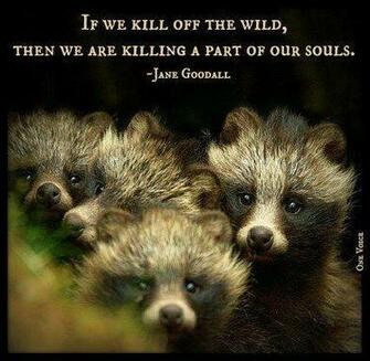 Quotes About Jane Goodall