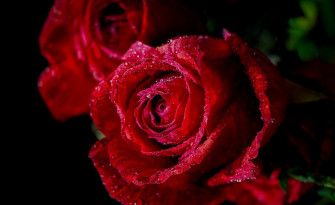 Red Flower Macro Nature Rose HD Wallpaper