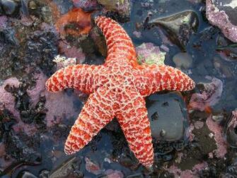 New Starfish HD Desktop Wallpaper
