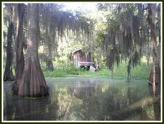 Louisiana Swamp Scenery Wets