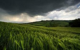 Nature Rain Wallpaper