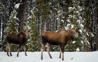 Moose Computer Wallpaper Desktop Background Id