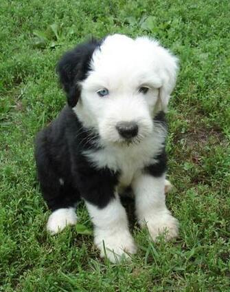 Old English Sheepdog Puppy Photo And Wallpaper Beautiful