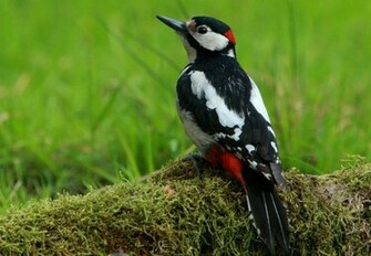 Woodpecker Wallpaper