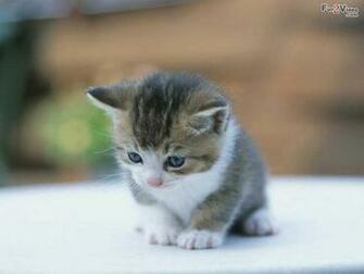 Cute Baby Kittens HD Wallpaper In Animals Imageci