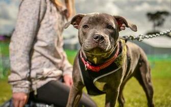 Wallpaper American Pit Bull Terrier Apbt Puppies 4k
