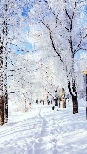 Trail Trees Snow Frost Day Winter Delights