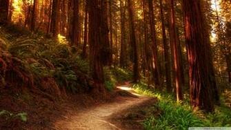 Wallpaper Trees Redwood Tree Image