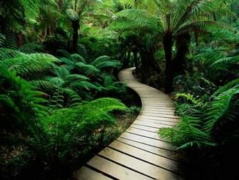 Forest Path Wallpaper