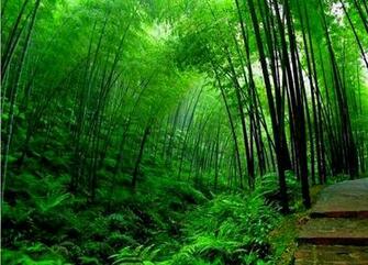 Bamboo Tree Wallpaper HD