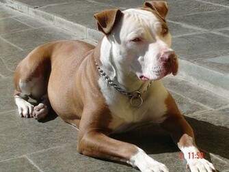 Wallpaper For Red Nose Pitbull