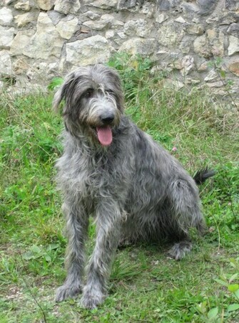 Nice Irish Wolfhound Dog Photo And Wallpaper Beautiful