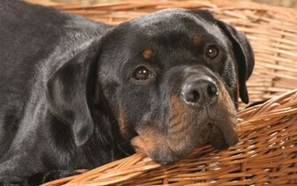 Rottweiler Jpg