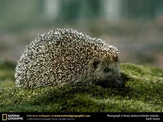 Wallpaper Animals National Geographic
